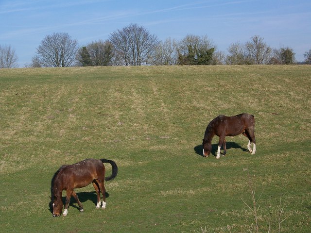 Horses at Throope Manor
