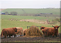 Highland cattle of North Garmond Farm