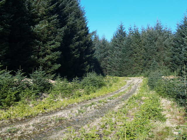 Forestry road, Nap Hill