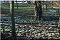 Snowdrops and Fence, Kildale Hall