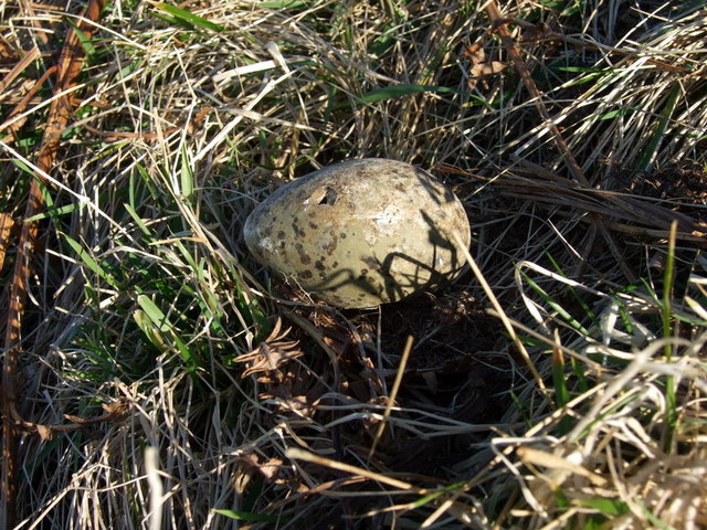 Gull's egg