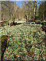 Snowdrops in Easter Wood