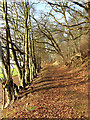 A path at the edge of Easter Wood