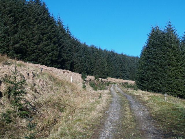 Forestry road, Errickstane Hill