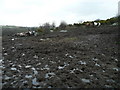 Ponies in a mud bath