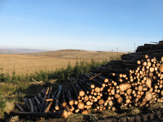 Timber stack near Ridley Stokoe