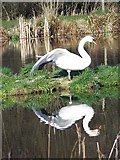 SU0625 : Swan at Bishopstone Fishing Lakes by Maigheach-gheal