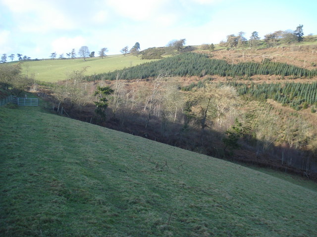 Bridleway at Pwll-y-rhedyn Wood