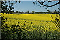 Oil-seed Rape in bloom near Claverley