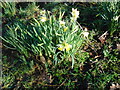 Spring Daffs - Culcheth linear Park