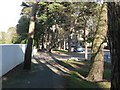 Bournemouth: tree-dodging pavement