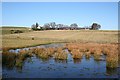 Frozen Pond at Botary