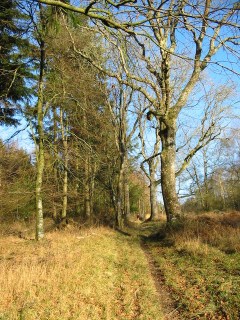 Path in Chase Woods near Tollard Royal