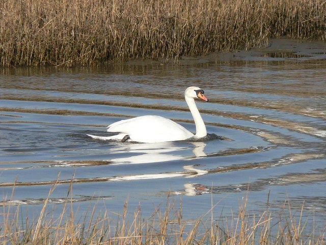 Mudeford: swan among reeds