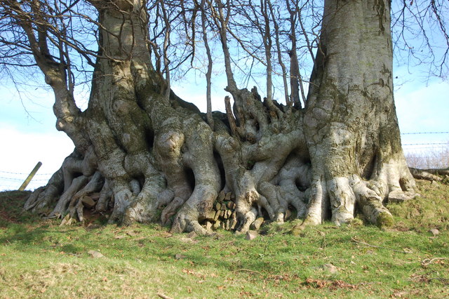 Unusual root system seen from the footpath to Clicket