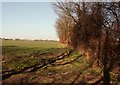 Footpath to Runsell Green