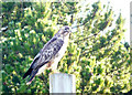 A very close look at a buzzard