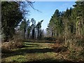 Webberton Wood