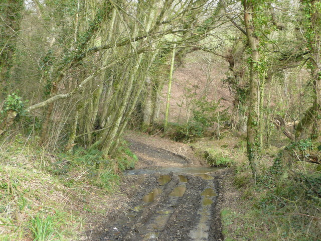 Track through the woods