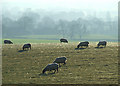SO8293 : Winter Grazing, South Staffordshire by Roger  D Kidd
