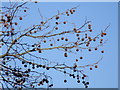 Tree by the River Witham, Lincoln