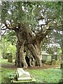 The Crowhurst Yew