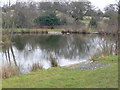 Pond with geese