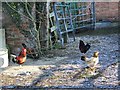 Chickens at Salterton Farm