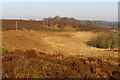 Dogwood Bottom, New Forest