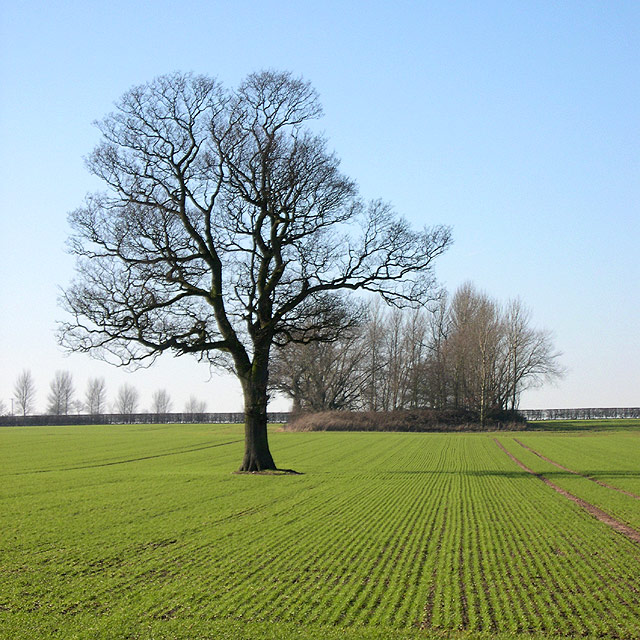 Oak Tree, Crops and Copse - Staffordshire