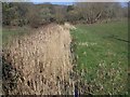 Reed filled ditch, Little Durnford Manor