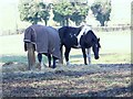 Horses at Little Durnford Manor