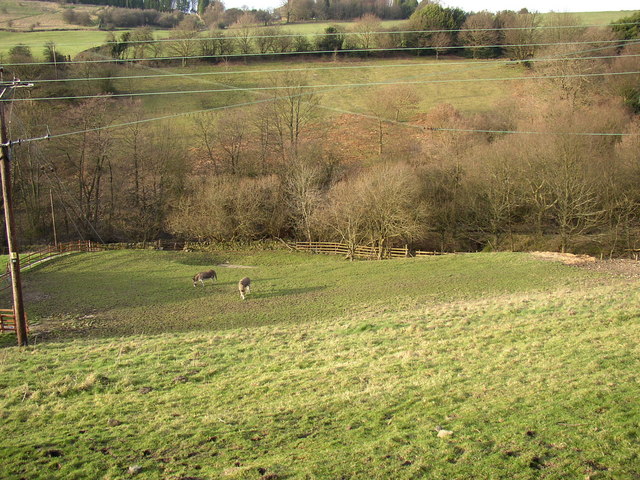 Donkeys grazing in the Black Brook valley, Stainland