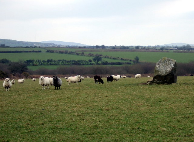 Sheep with standing stone