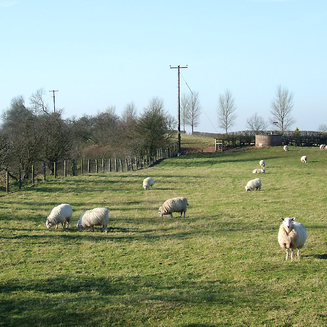 Grazing by Wolmore Farm, Staffordshire