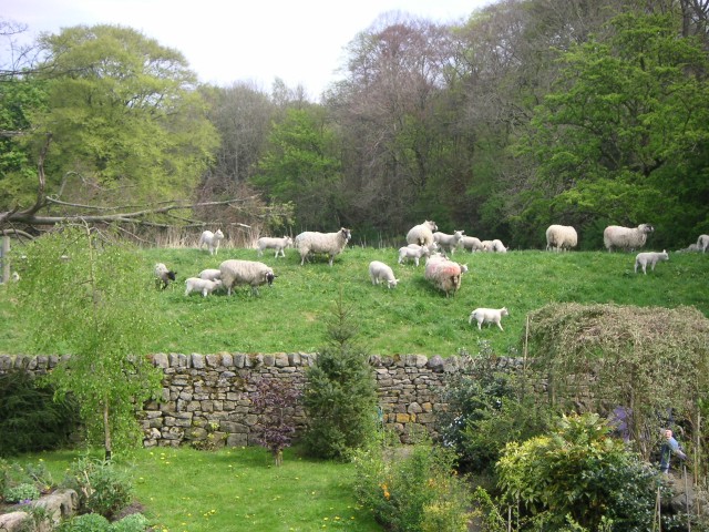 Sheep at Runley Mill