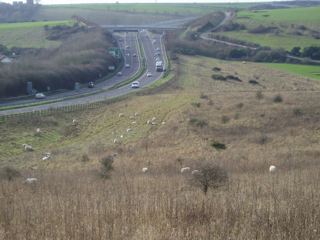 Field of sheep near A27(T)