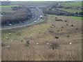 Field of sheep near A27(T)