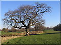 Oak, Lake View Park