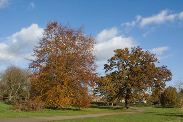 Cassiobury Park showing its autumn colours