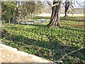 Carpet of Aconites and Snowdrops