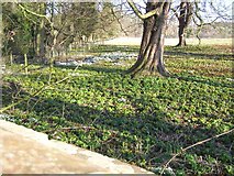 SK9232 : Carpet of Aconites and Snowdrops by Brian Green
