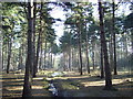 Woodland near the Basingstoke Canal