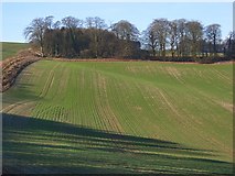 SU3057 : Farmland near Tidcombe by Andrew Smith