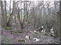 Wet woodland, White Moss Loch