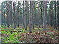 Forest on Gask Ridge