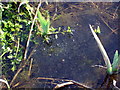 Frog spawn in pond