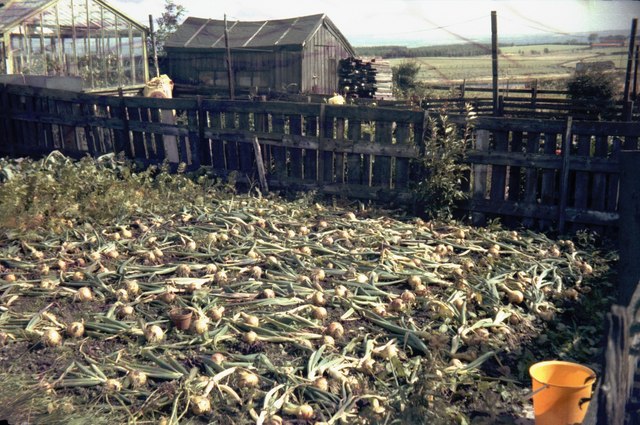 Onion crop, rear of 4 Railway Terrace, Stanley, Crook