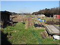 The allotments off Church Lane path