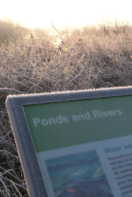 Frosted information, Attenborough Nature Reserve